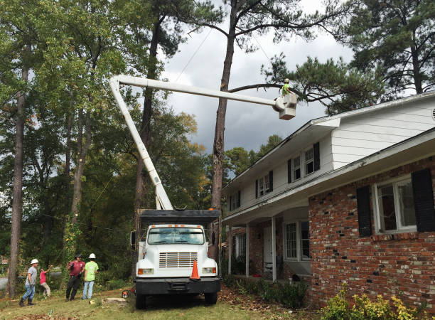 How Our Tree Care Process Works  in  South Pekin, IL